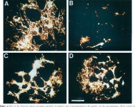 Teratogens | Semantic Scholar