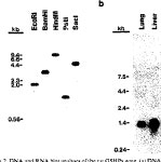 GPX2 gene | Semantic Scholar