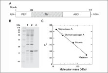 Expression and Characterization of the Peptidase Domain of Streptococcus pneumoniae ComA, a Bifunctional ATP-binding Cassette... 