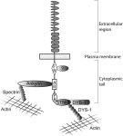 [PDF] unc-44 Ankyrin and stn-2 γ-Syntrophin Regulate sax-7 L1CAM Function in Maintaining Neuronal Positioning in Caenorhabditis... 