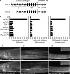 [PDF] unc-44 Ankyrin and stn-2 γ-Syntrophin Regulate sax-7 L1CAM Function in Maintaining Neuronal Positioning in Caenorhabditis... 