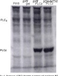 Phospholipase C gamma | Semantic Scholar