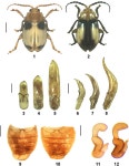 A new species of the genus Phygasia (Coleoptera: Chrysomelidae: Alticinae) from Taiwan of China | Semantic Scholar