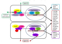 Regulation of drug-metabolizing enzymes by xenobiotic receptors: PXR and CAR. | Semantic Scholar