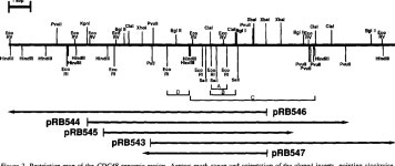 [PDF] Yeast cell cycle protein CDC48p shows full-length homology to the mammalian protein VCP and is a member of a protein family... 