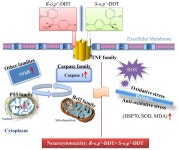 [PDF] Enantioselective Cytotoxicity Profile of o,p’-DDT in PC 12 Cells | Semantic Scholar