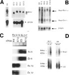 The Tumor Suppressor Gene Brca1 Is Required for Embryonic Cellular Proliferation in the Mouse | Semantic Scholar