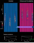 [PDF] Cortically-induced coherence of a thalamic-generated oscillation | Semantic Scholar