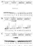 DNA Interstrand Cross-links of the Novel Antitumor Trinuclear Platinum Complex BBR3464 | Semantic Scholar
