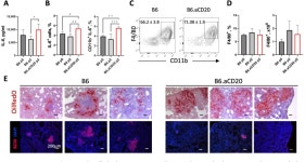 [PDF] Prolonged B-Lymphocyte-Mediated Immune and Inflammatory Responses to Tuberculosis Infection in the Lungs of TB-Resistant... 