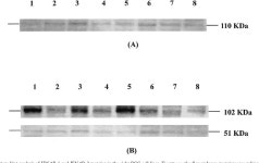 interferon alpha receptor | Semantic Scholar