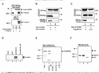 CARD9 Is a Novel Caspase Recruitment Domain-containing Protein That Interacts With BCL10/CLAP and Activates NF-κB* | Semantic... 