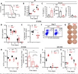 [PDF] XIAP promotes the expansion and limits the contraction of CD8 T cell response through cell extrinsic and intrinsic... 