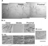 [PDF] Axonal accumulation of hyperpolarization-activated cyclic nucleotide-gated cation channels contributes to mechanical... 