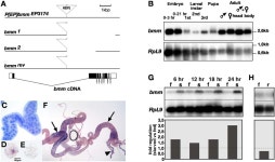 Brummer lipase is an evolutionary conserved fat storage regulator in Drosophila. | Semantic Scholar