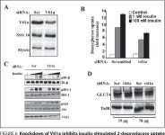 The v-SNARE Vti1a Regulates Insulin-stimulated Glucose Transport and Acrp30 Secretion in 3T3-L1 Adipocytes* | Semantic Scholar