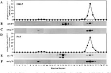 Figure 6 from Common and distinct intracellular signaling pathways in human neutrophils utilized by platelet activating factor... 