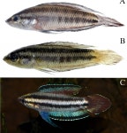 Diagnoses of two new species of Parosphromenus (Teleostei: Osphronemidae) from Bangka Island and Kalimantan, Indonesia.... 