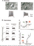 [PDF] The role of dendritic filtering in associative long-term synaptic plasticity. | Semantic Scholar