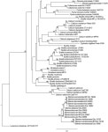 [PDF] New and known discolichens from Asia and eastern Europe | Semantic Scholar