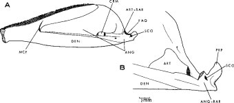 Review of ichthyodectiform and other Mesozoic teleost fishes, and the theory and practice of classifying fossils. Bulletin of the... 