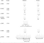 [PDF] Screening of the eight BBS genes in Tunisian families: no evidence of triallelism. | Semantic Scholar
