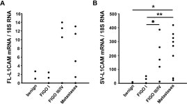 [PDF] Full-Length L1CAM and Not Its Δ2Δ27 Splice Variant Promotes Metastasis through Induction of Gelatinase Expression... 