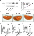 [PDF] Full-Length L1CAM and Not Its Δ2Δ27 Splice Variant Promotes Metastasis through Induction of Gelatinase Expression... 