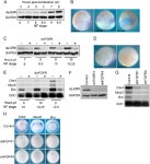 [PDF] Characterisation of the Fibroblast Growth Factor Dependent Transcriptome in Early Development | Semantic Scholar