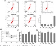 [PDF] β-elemene suppresses Warburg effect in NCI-H1650 non-small-cell lung cancer cells by regulating the miR-301a-3p/AMPKα... 