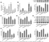 [PDF] β-elemene suppresses Warburg effect in NCI-H1650 non-small-cell lung cancer cells by regulating the miR-301a-3p/AMPKα... 