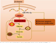 [PDF] β-elemene suppresses Warburg effect in NCI-H1650 non-small-cell lung cancer cells by regulating the miR-301a-3p/AMPKα... 