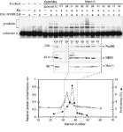 [PDF] Reconstitution of the mammalian DNA double-strand break end-joining reaction reveals a requirement for an Mre11/Rad50/NBS1... 