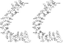 The Structure of the Protein Phosphatase 2A PR65/A Subunit Reveals the Conformation of Its 15 Tandemly Repeated HEAT Motifs... 