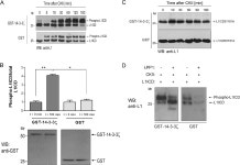[PDF] The 14-3-3ζ Protein Binds to the Cell Adhesion Molecule L1, Promotes L1 Phosphorylation by CKII and Influences L1... 