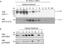 [PDF] The 14-3-3ζ Protein Binds to the Cell Adhesion Molecule L1, Promotes L1 Phosphorylation by CKII and Influences L1... 