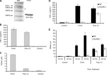 [PDF] Cutting Edge: FimH Adhesin of Type 1 Fimbriae Is a Novel TLR4 Ligand1 | Semantic Scholar