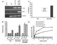 [PDF] Cutting Edge: FimH Adhesin of Type 1 Fimbriae Is a Novel TLR4 Ligand1 | Semantic Scholar