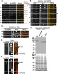 Figure 3.7 from MITOTIC AND NON-MITOTIC ROLES OF THE NIMA KINASE IN ASPERGILLUS NIDULANS | Semantic Scholar