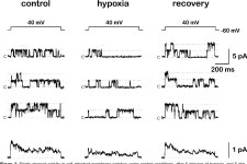 [PDF] Potential role for kv3.1b channels as oxygen sensors. | Semantic Scholar