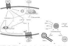 [PDF] Islet β-Cell Mass Preservation and Regeneration in Diabetes Mellitus: Four Factors with Potential Therapeutic Interest... 
