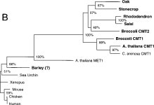 [PDF] Consensus-degenerate hybrid oligonucleotide primers for amplification of distantly related sequences. | Semantic Scholar