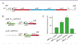 Discovery of a Cryptic Antifungal Compound from Streptomyces albus J1074 Using High-Throughput Elicitor Screens. | Semantic Scholar