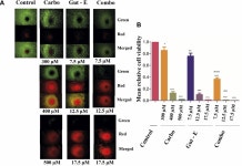 Antitumor Potential of Guttiferone E Combined With Carboplatin Against Osimertinib-resistant H1975 Lung Cancer Through Apoptosis... 
