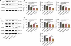 Antitumor Potential of Guttiferone E Combined With Carboplatin Against Osimertinib-resistant H1975 Lung Cancer Through Apoptosis... 