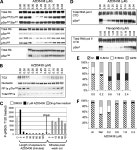 AZD5438 | Semantic Scholar
