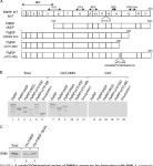 In Vitro and in Cellulo Evidences for Association of the Survival of Motor Neuron Complex with the Fragile X Mental Retardation... 