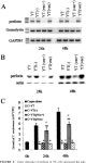 [PDF] NK Cells Use Perforin Rather than Granulysin for Anticryptococcal Activity1 | Semantic Scholar