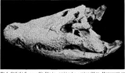 [PDF] Morphometric analysis of crocodylus porosus from the north coast of arnhem land northern australia | Semantic Scholar