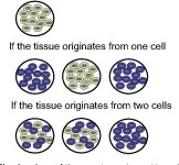 The origin and fate of yolk sac hematopoiesis: application of chimera analyses to developmental studies. | Semantic Scholar
